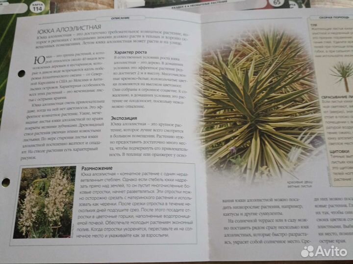 Альбом по цветам