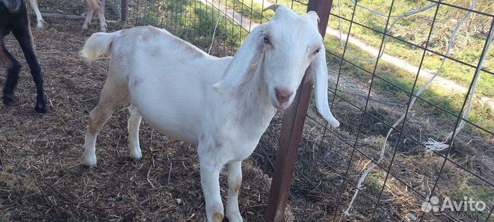 Коза и козлик для покрытия