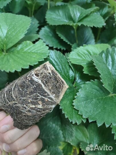 Саженцы Рассада Клубники