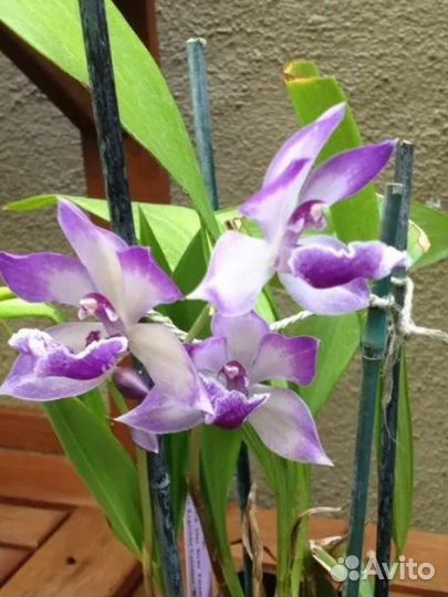 Орхидея зигопеталум