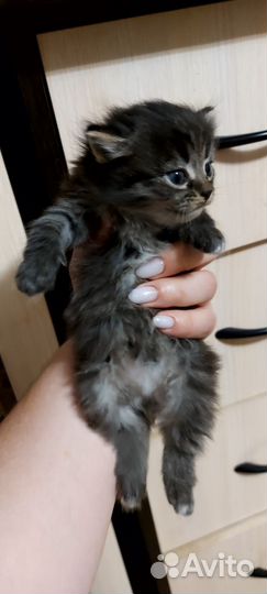 Египетская мау