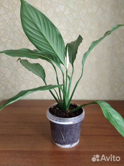 Спатифиллум Спилт милк серебряный/сизый,с деткой