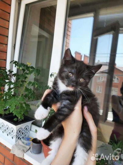 Кошки в добрые руки