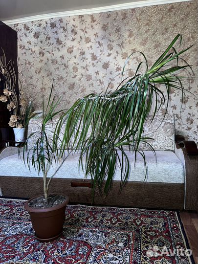 Комнатный цветок (Драцена)