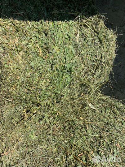 Сено в тюках,козлятник,люцерка,луговое урожай 24г