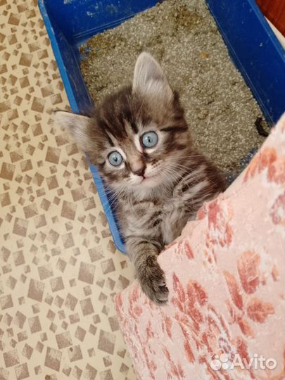Кошки