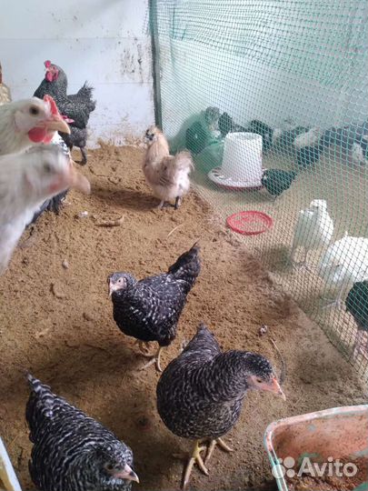 Куры молодки несушки