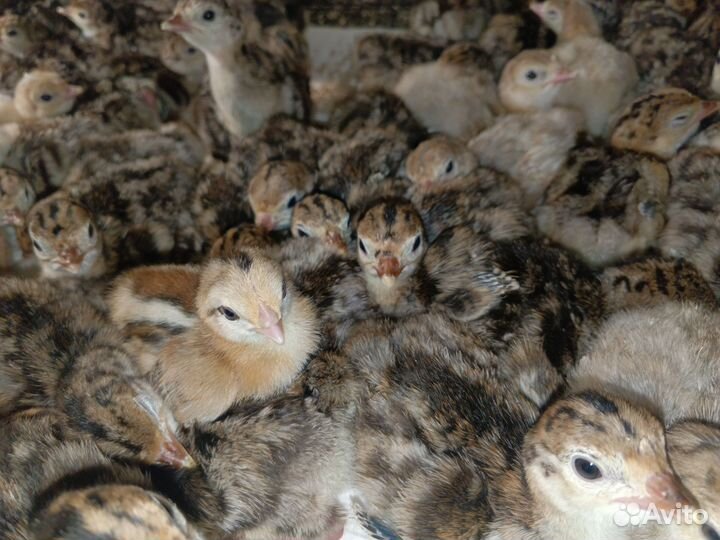 Индюки бронза