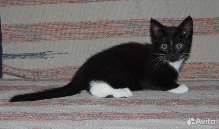 Котенок, девочка, бесплатно