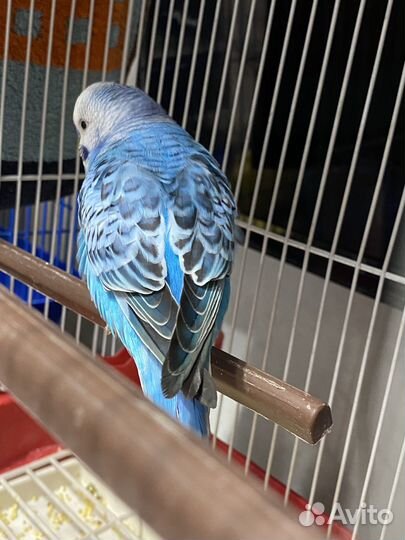 Волнистый попугай с клеткой