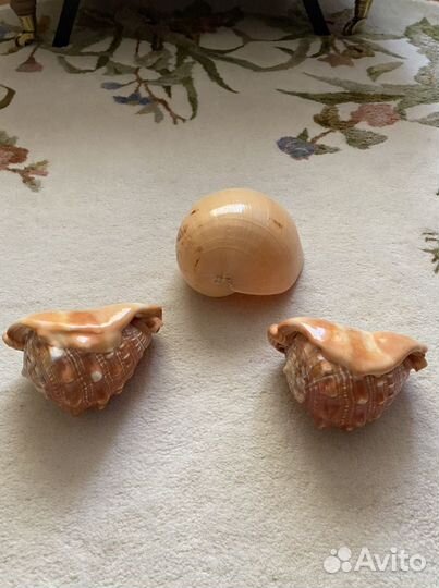 Большая ракушка