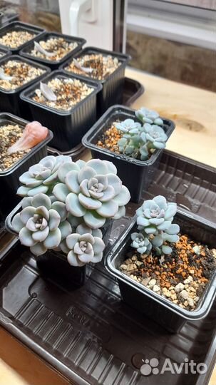 Эчеверии, граптоверии на корнях