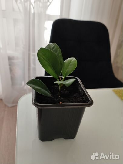 Комнатные цветы алоэ