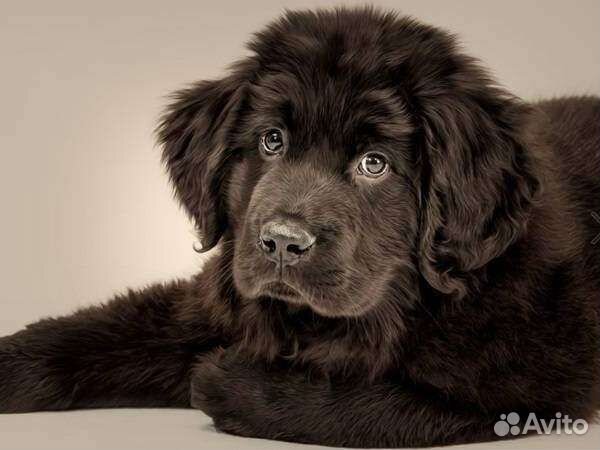 Шерсть собаки ньюфаундленда