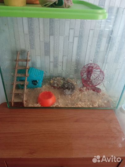 Хомяк с клеткой