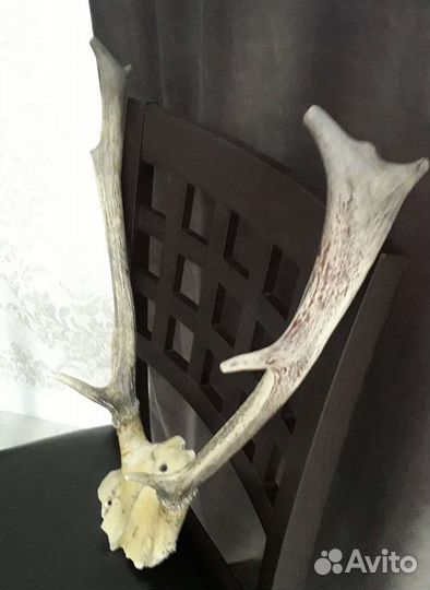 Рога животного