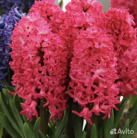 Луковицы гиацинтов