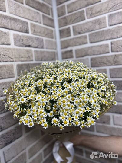 Букет 25 ш рамашка