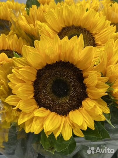 Подсолнечный