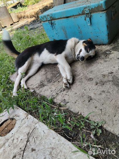 Собака