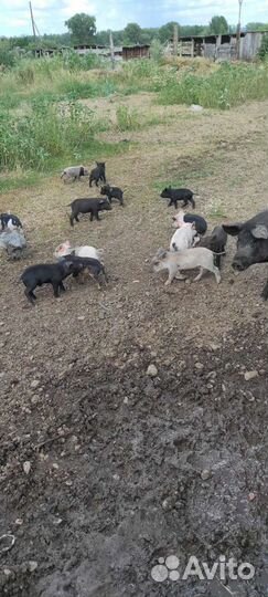 Поросята разных пород