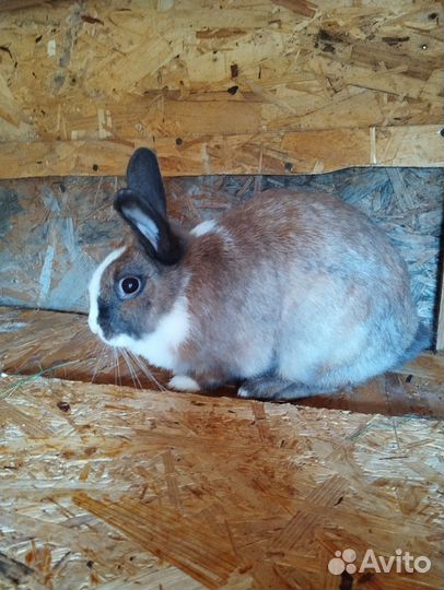 Декоративные кролики