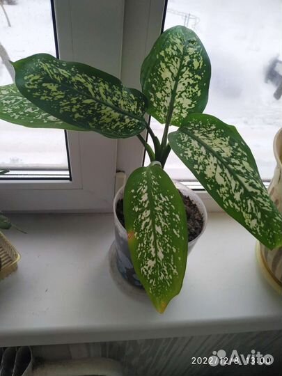 Диффенбахия