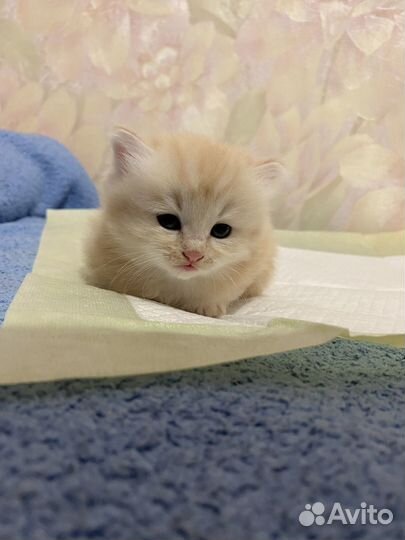 Шотландский котенок