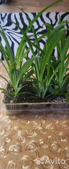 Хлорофиллум