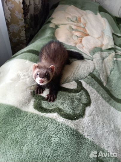 Домашний хорек