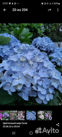 Гортензия 'endless summer'