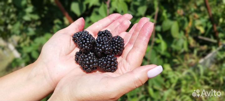 Саженцы садовой ежевики