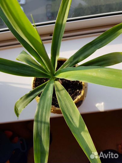 Пальма юкка