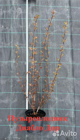 Пузыреплодник Диабло Дор