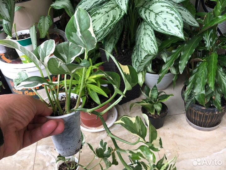 Сцендапсус