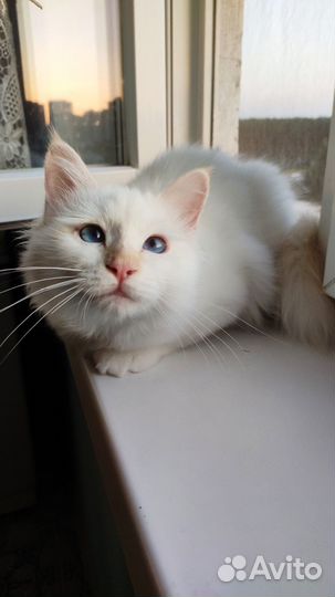 Котята священная бирма