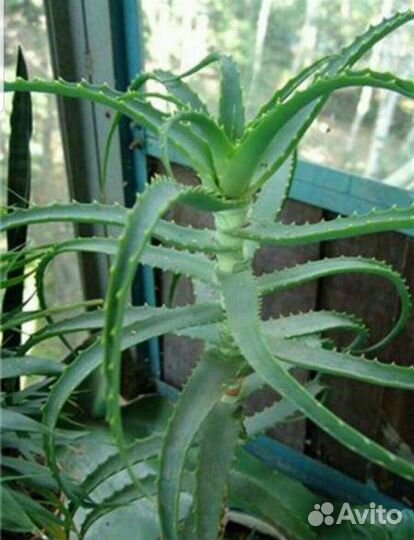 Алоэ столетник