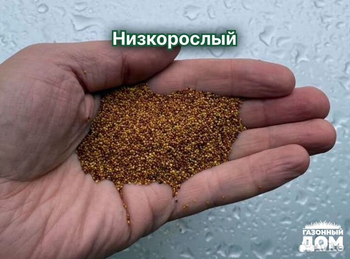 Семена для газона