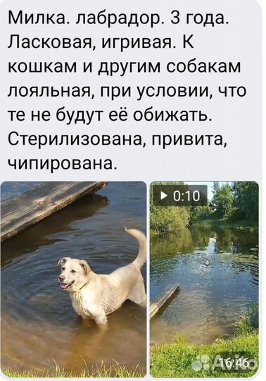 Лабрадор Ретривер