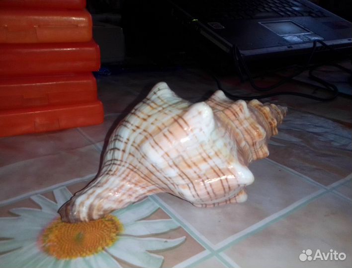 Морская ракушка для аквариума или декора