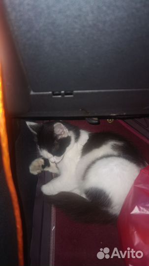 Котенок 4-5 мес