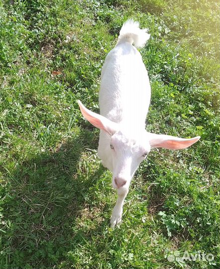 Продам козочек