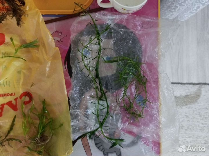 Аквариум рыбки креветки растения