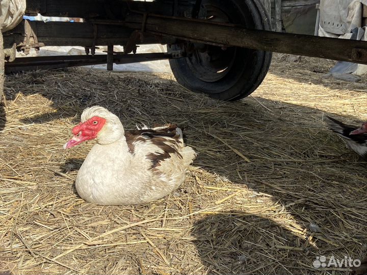 Яйца утиные инкубатор