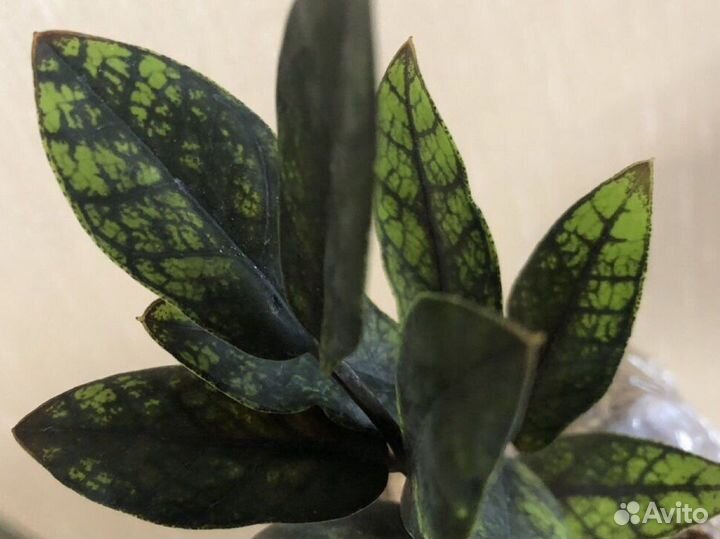 Замиокулькас листами с бульбочками