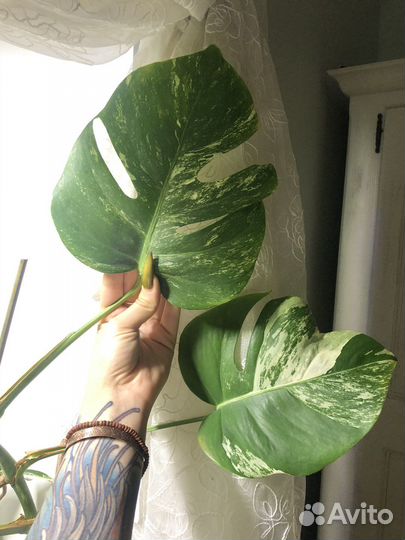 Монстера вариегатная альба