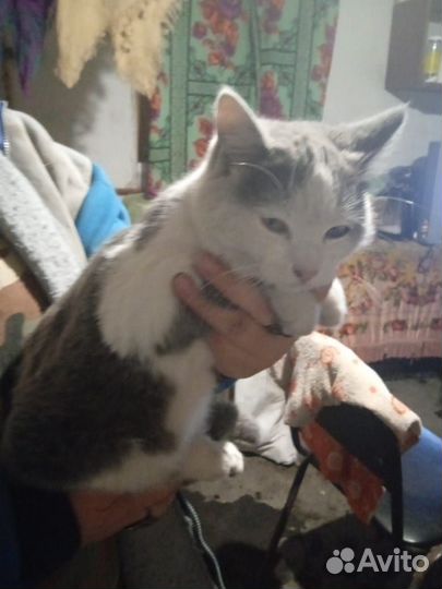 Отдам в хорошие и добрые руки