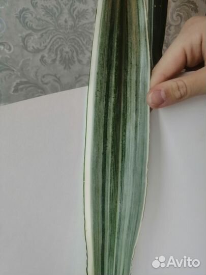 Сансевиерии