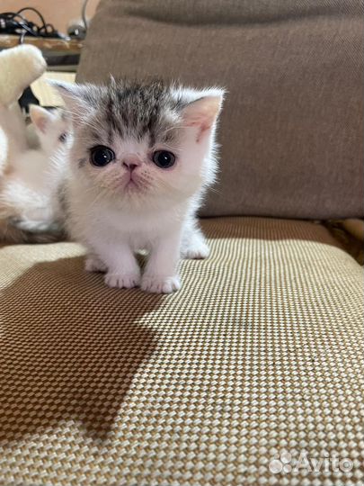 Плюшевые котята