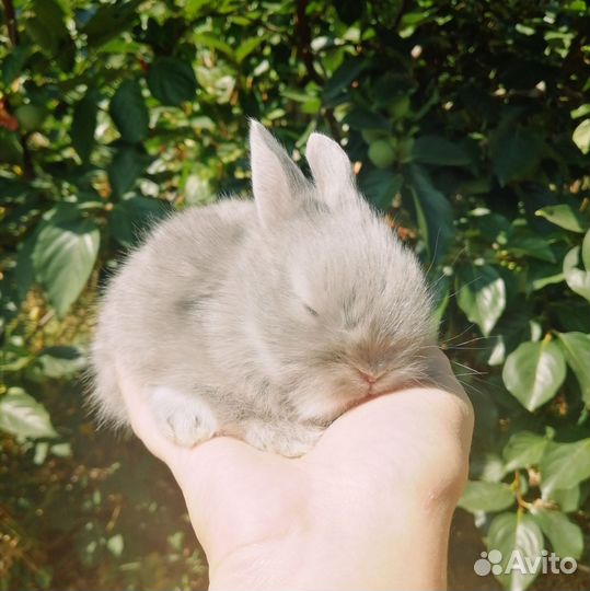 Декоративный кролик